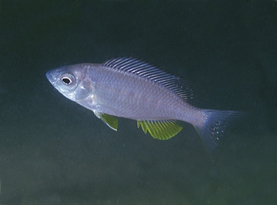 Mchenga flavimanus 'Kande Island'